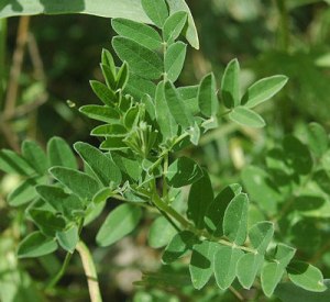 ASTRAGALUS CHINENSIS