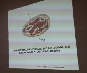 El grupo "Qi" (curso de 1º de MTC) se enfentra a sus primeras prácticas de acupuntura. En la pantalla se les muestra 6MC y 5TR y practican su punción profunda...