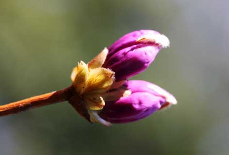 Los cuernos del dragón?
