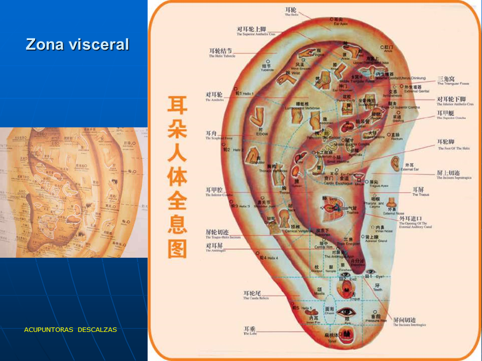 11 MAYO 2019, Curso “Introducción a la Auriculoterapia”
