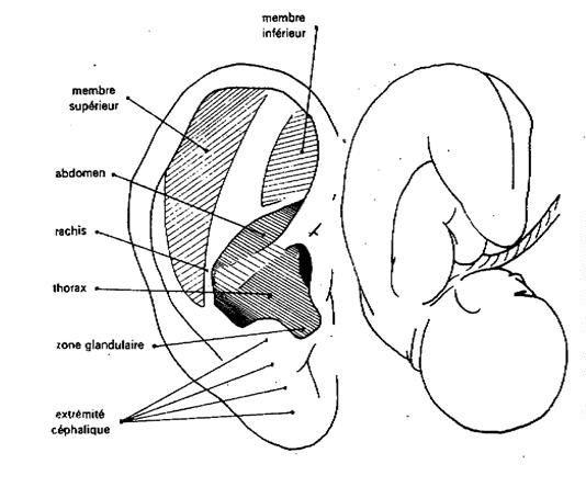 21 septiembre, taller “Introducción a la Auriculoterapia”