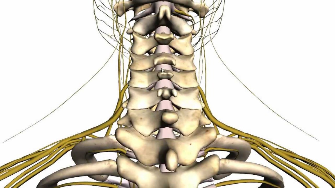 18 enero, TALLER: “MOVIMIENTO DE LA COLUMNA&nbsp;VERTEBRAL”