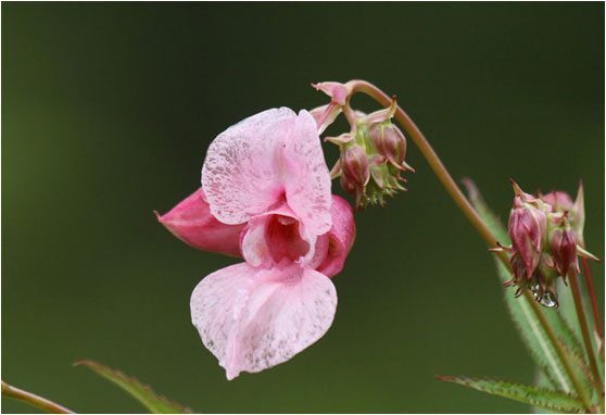 CURSO DE TERAPIA FLORAL Y TESTAJE CON&nbsp;KINESIOLOGÍA